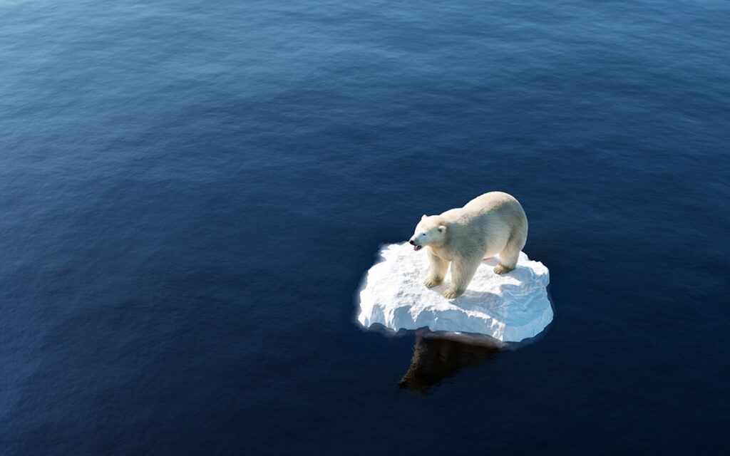 Polar,Bear,On,Ice,Floe.,Melting,Iceberg,And,Global,Warming.