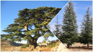Cedre tree
