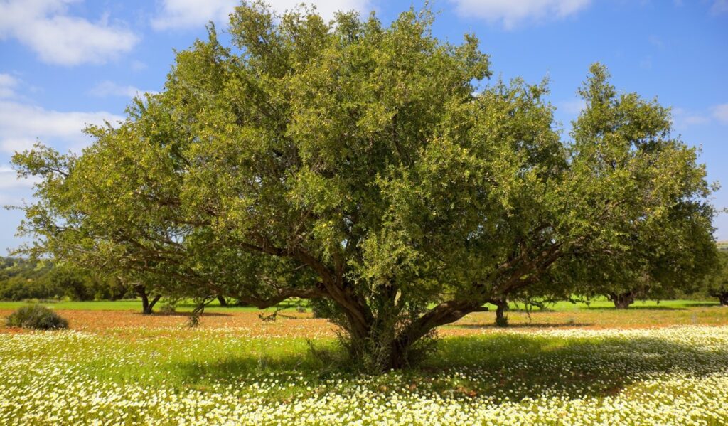 Argan tree with nuts on branches