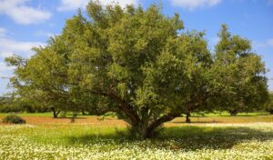 Argan tree with nuts on branches