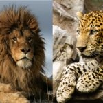 atlas tiger and lion