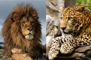 atlas tiger and lion
