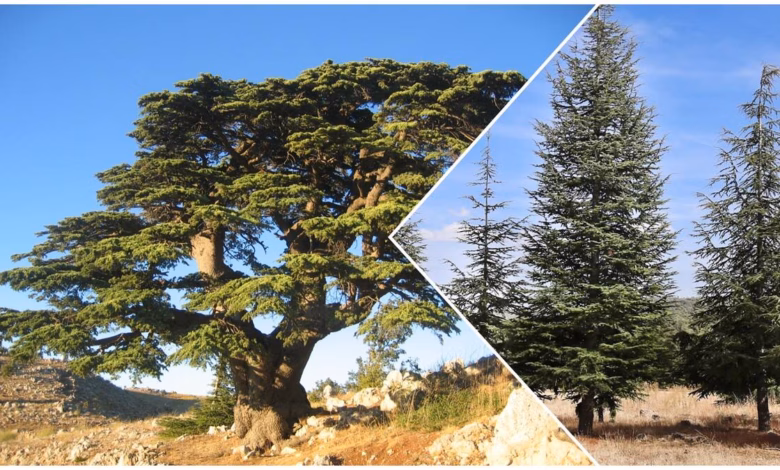 ما بين المغرب ولبنان: الأرز.. شجرة واحدة، وحكايتان مختلفتان 7 Cedre tree