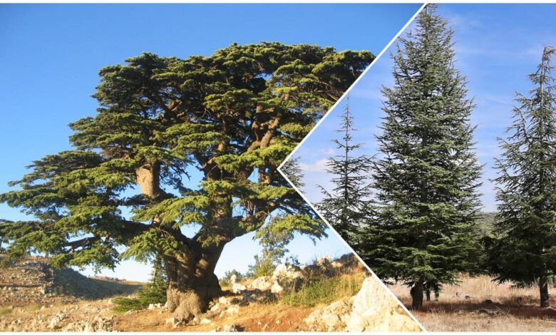 Cedre tree