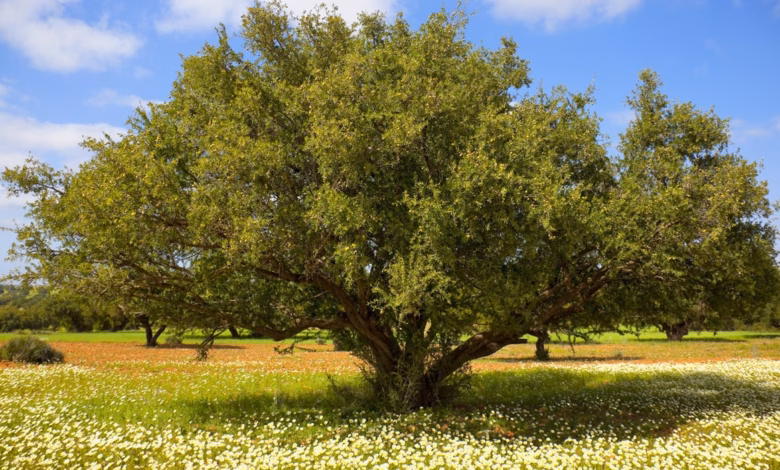 شجرة الأركان: كنز المغرب الأخضر 43 argan7