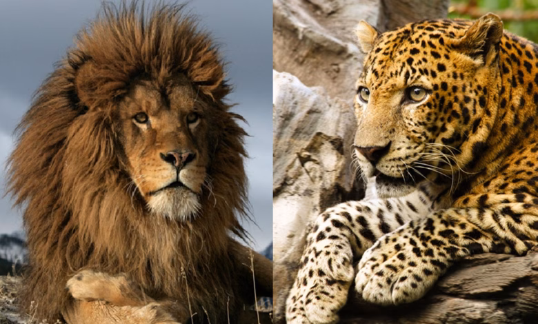 حكاية "نجمين": أسد الأطلس "المشهور" ونمر الأطلس "الغامض" 26 atlas tiger and lion