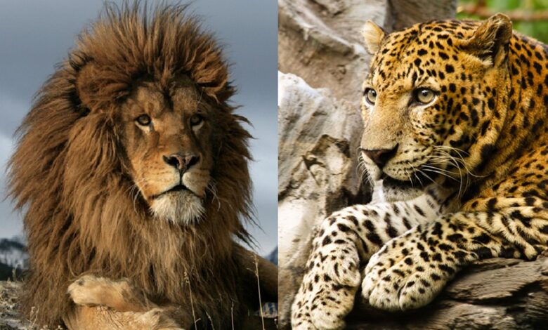 atlas tiger and lion